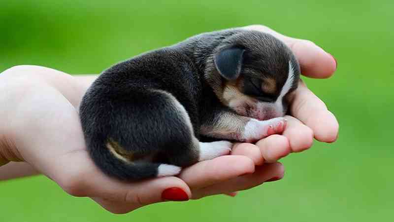 Chăm sóc và huấn luyện chó con: Bí quyết nuôi dưỡng và chăm sóc chú chó nhỏ của bạn